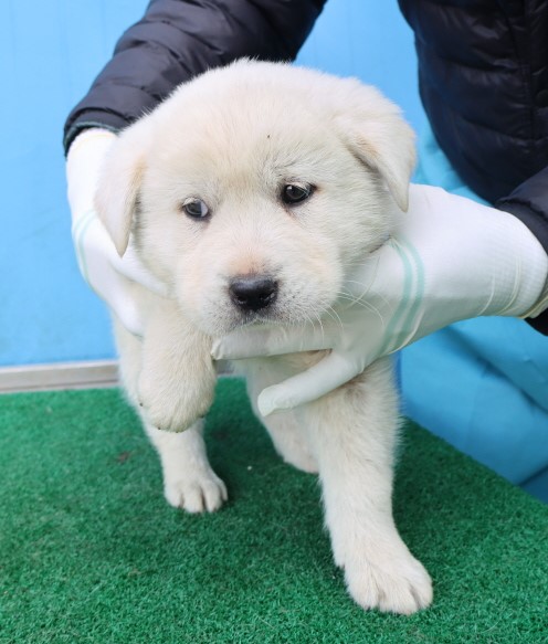 제주 동물보호센터_450650202500759